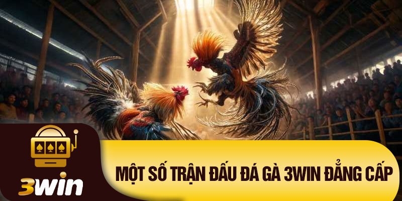 Một số trận đấu đá gà 3Win đẳng cấp